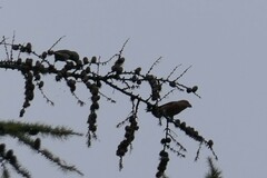 Loxia pytyopsittacus