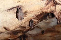 Artibeus jamaicensis