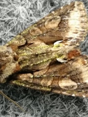 Allophyes oxyacanthae