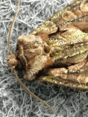 Allophyes oxyacanthae