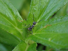 Polyrhachis dives