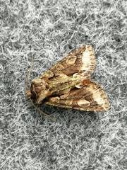 Allophyes oxyacanthae