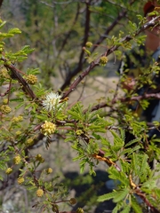 Mimosa farinosa