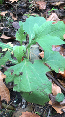 Smallanthus uvedalia