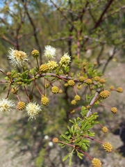 Mimosa farinosa