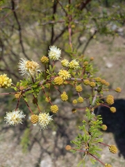 Mimosa farinosa