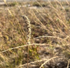Cenchrus echinatus