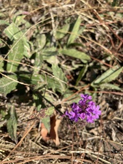 Verbena rigida