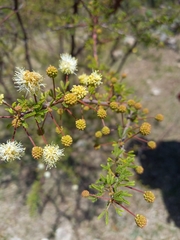 Mimosa farinosa