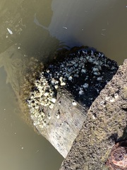 Balanomorpha