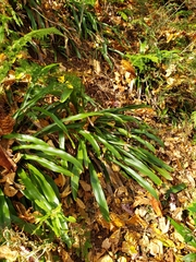 Carex fraseriana