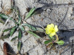 Oenothera humifusa