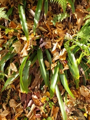 Carex fraseriana
