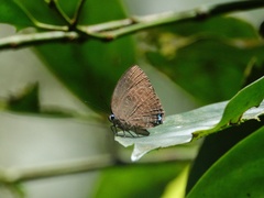 Arhopala epimuta