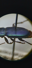 Poecilus scitulus