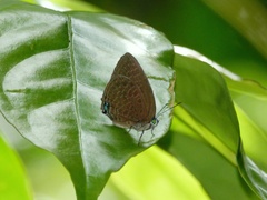 Arhopala epimuta