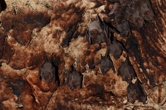 Artibeus jamaicensis