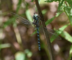 Aeshna canadensis