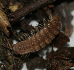 Polydesmus complanatus