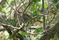 Arremonops rufivirgatus