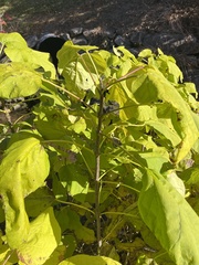 Catalpa bignonioides