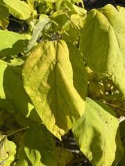 Catalpa bignonioides