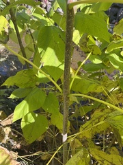Catalpa bignonioides