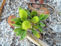 Polygala nana