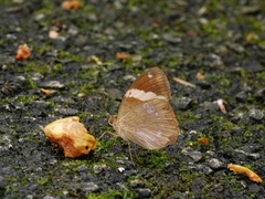 Xanthotaenia busiris