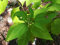 Greenmaniella resinosa