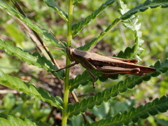 Stenocatantops splendens