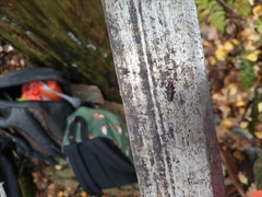 Cucujus cinnaberinus