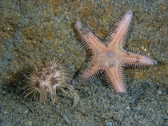 Astropecten verrilli