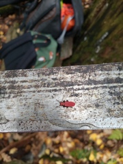 Cucujus cinnaberinus