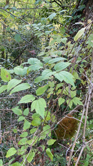 Clematis