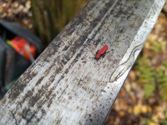 Cucujus cinnaberinus