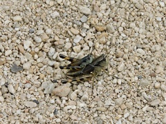 Boopedon flaviventris