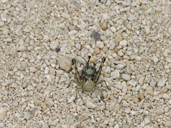 Boopedon flaviventris