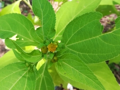 Greenmaniella resinosa