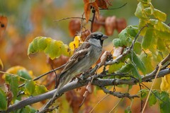 Passer domesticus