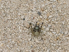 Boopedon flaviventris