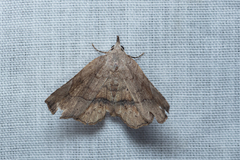 Pangrapta curtalis