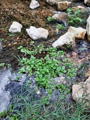Veronica anagallis-aquatica