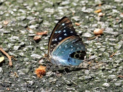 Lexias