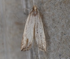 Helcystogramma hystricella