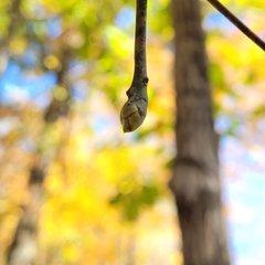 Eucalyptus aggregata
