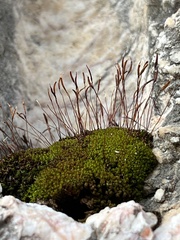 Tortula muralis