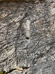 Tortula muralis