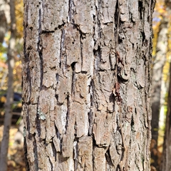 Eucalyptus aggregata
