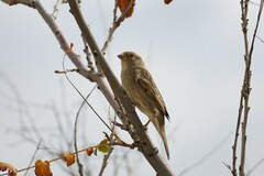 Passer domesticus